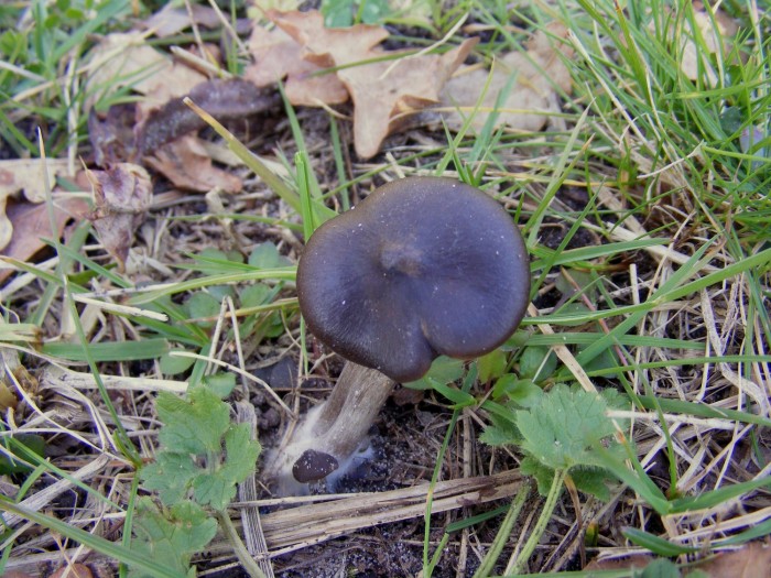 Entoloma 1.jpg