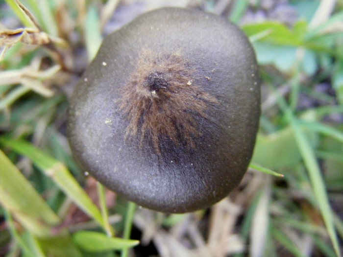 Entoloma 2.jpg
