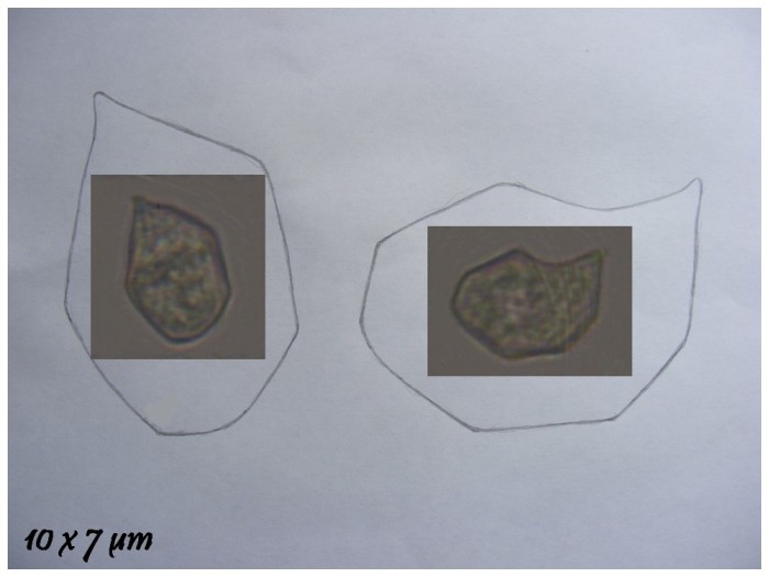 dessins spores Entoloma.jpg