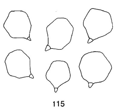 spores de sericeum selon Noordeloos