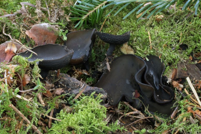 Pseudoplectinia_vogesiaca01a.jpg