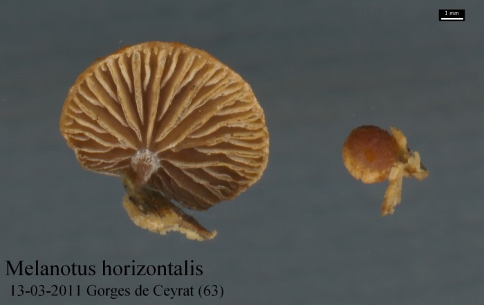 Melanotus-horizontalisb.jpg