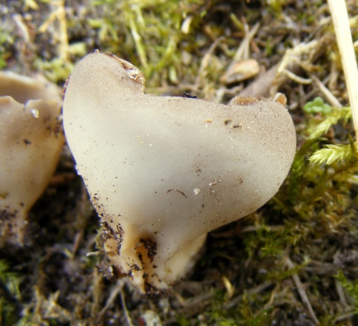 peziza leucomelaena.jpg