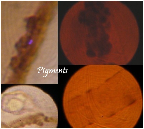 Pigments entoloma 4.jpg