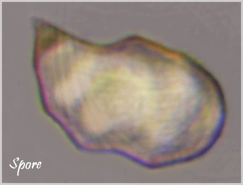 cutis entoloma 044.JPG