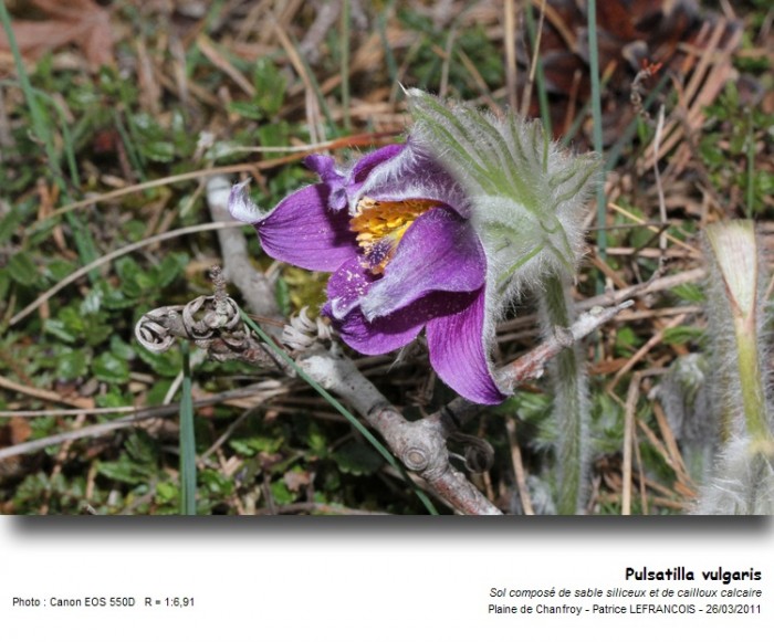 pulsatilla_vulgaris.jpg