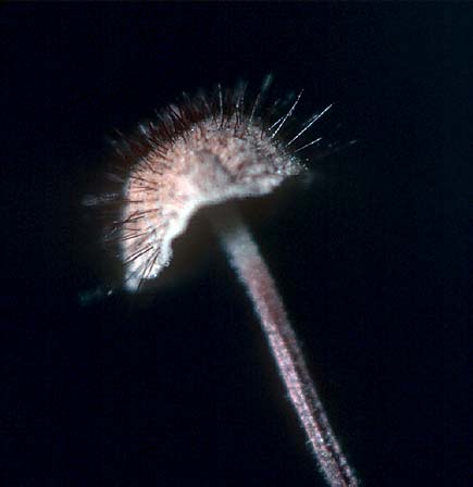 Marasmius hudsonii(dk-JHP).jpg