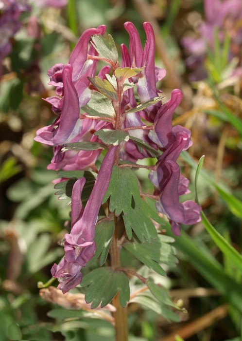 corydalis_solida