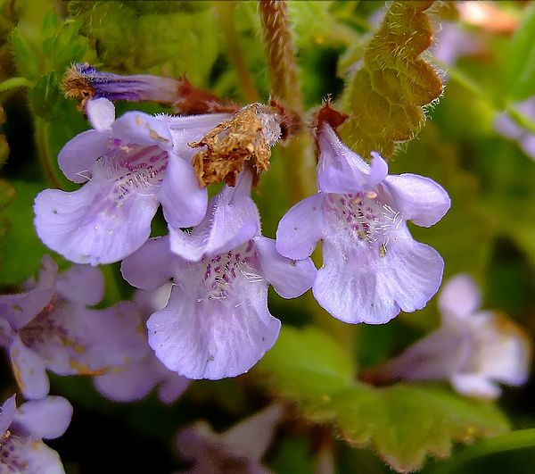 glechoma_hederacea.jpg