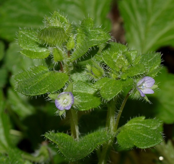 veronica_hederafolia