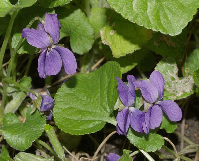 viola_odorata.JPG
