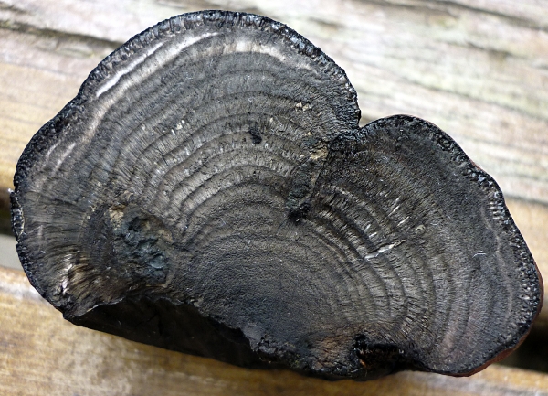 resized_P1000133.jpg