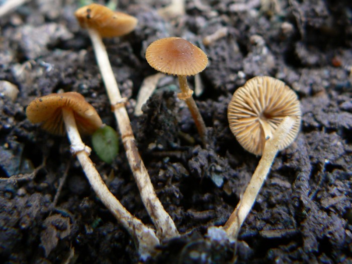 P1180442.jpg