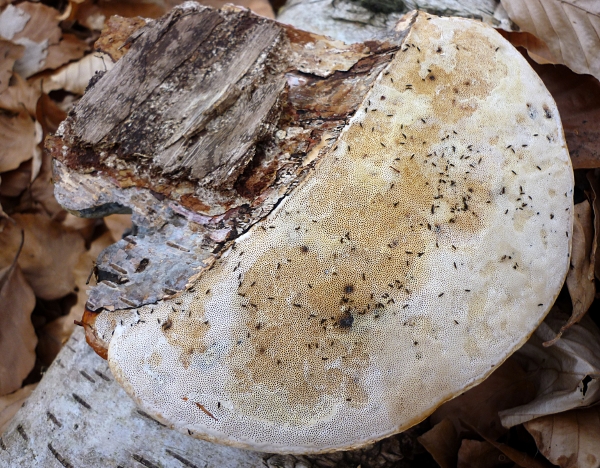 resized_P1000170.jpg