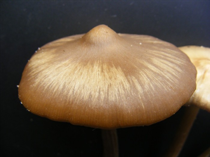 entoloma hirtipes gironde.jpg