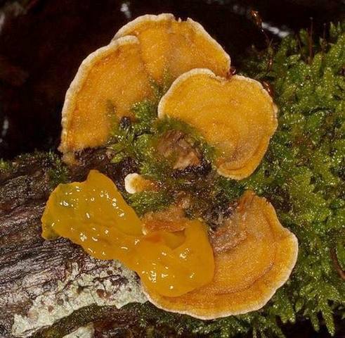Tremella aurantia sur Stereum hirsutum