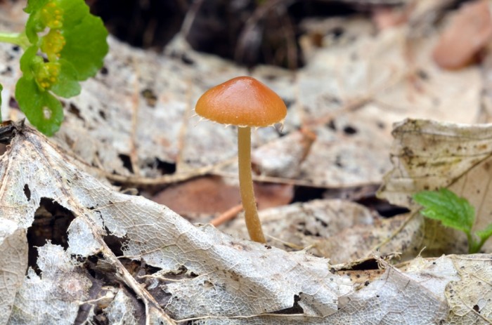Pholiotina-nemoralis.JPG