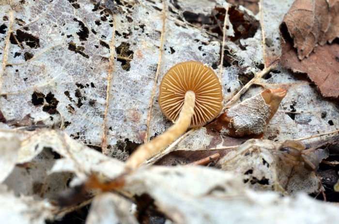 Pholiotina-nemoralis2.JPG
