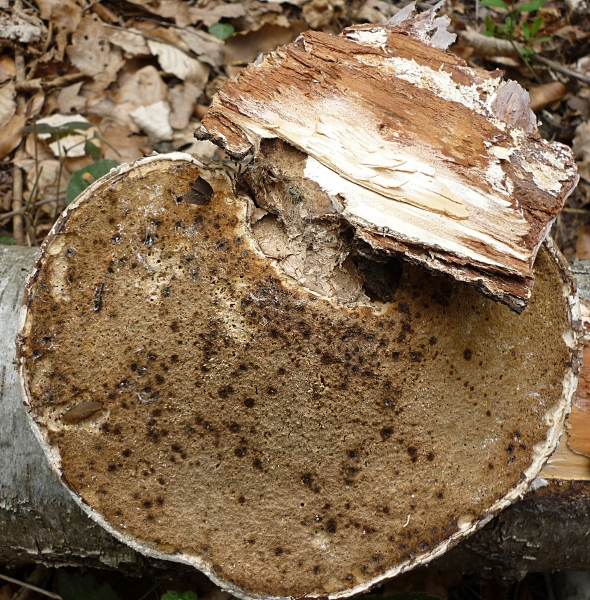 resized_P1000809.jpg