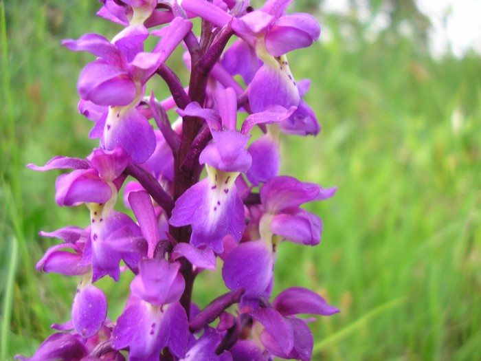 Orchis mascula. Avril 2011 à Chatenoy