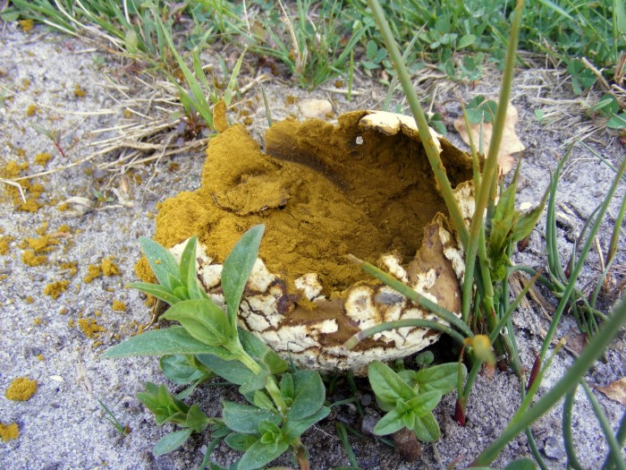 tabuteau 003.JPG