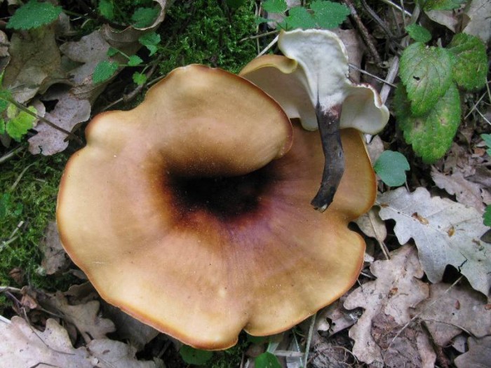 Polyporus sp badius IMG_1695.jpg