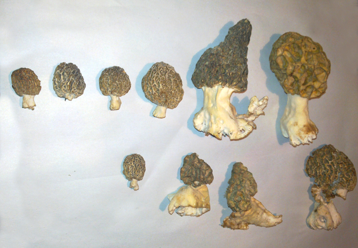 morilles2.jpg