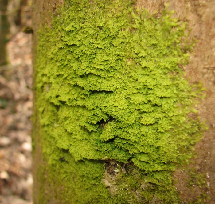 IMG_8129em Etang de Bas Siccieu 05 03 11.JPG