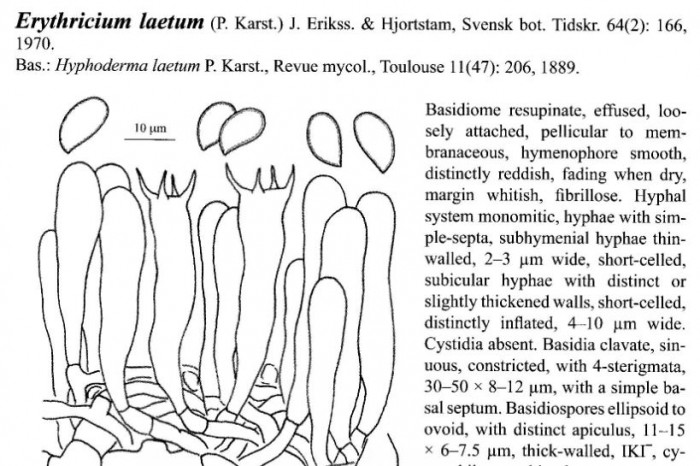 erythricium laetum.JPG