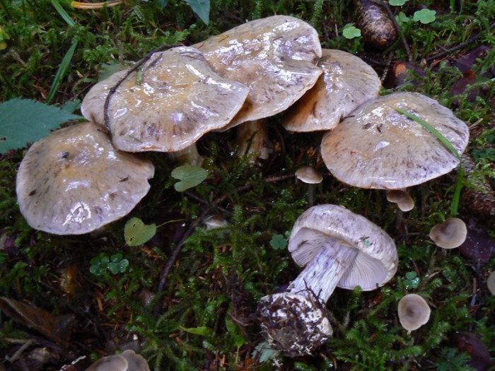 P1170545.jpg