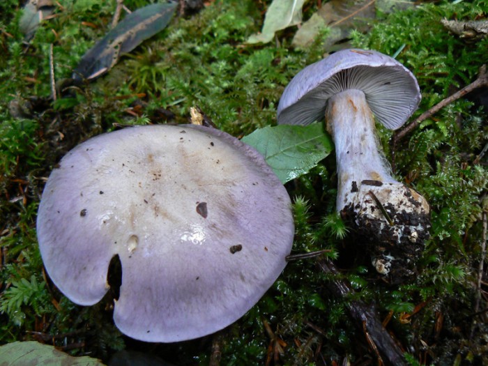 P1170539.jpg