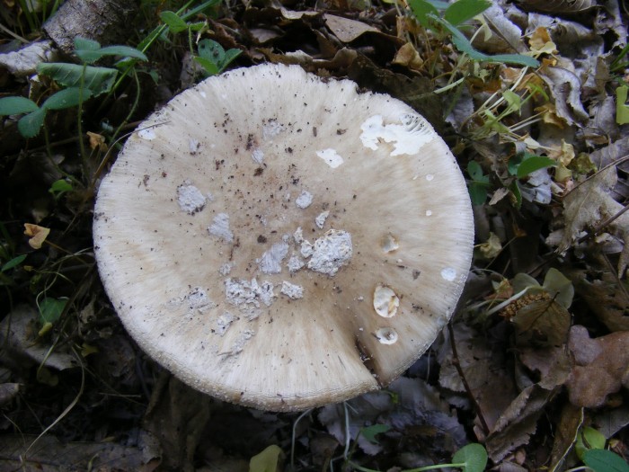 Amanite 029.JPG