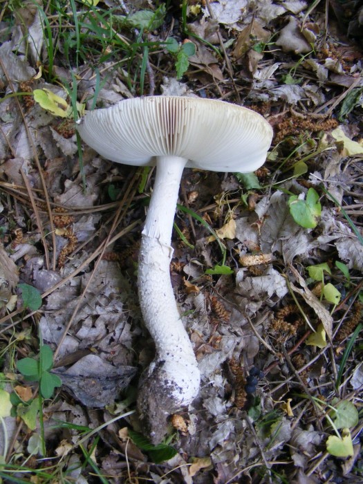 Amanite 034.JPG