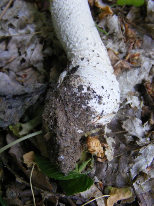 Amanite 038.JPG
