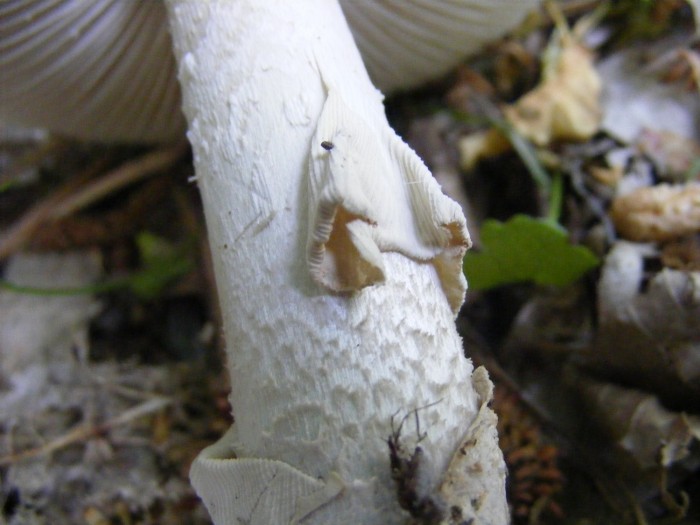 Amanite 043.JPG