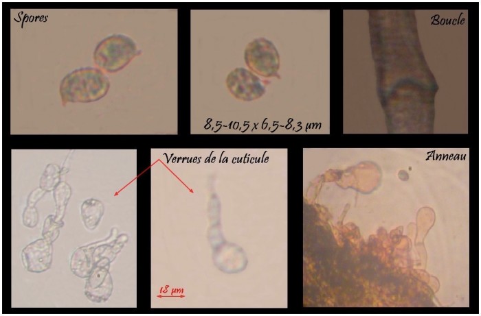 Micro Amanita sp 1.jpg