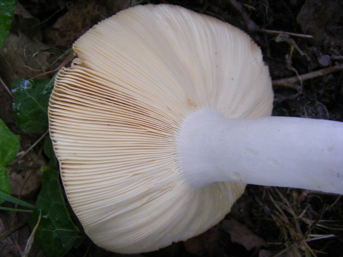 Russule comestible 009.JPG