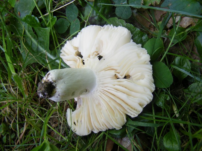 Russula sp 1.jpg
