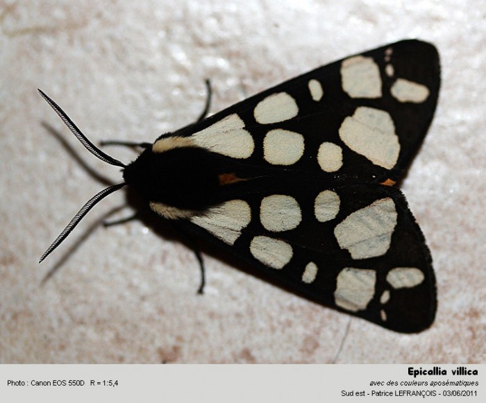 epicallia_villica.jpg