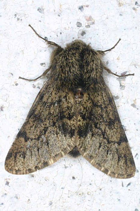 Apocheima_hispidaria10020801a.jpg