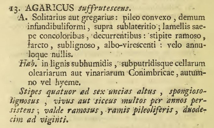 suffrutescens Brotero 1804.JPG