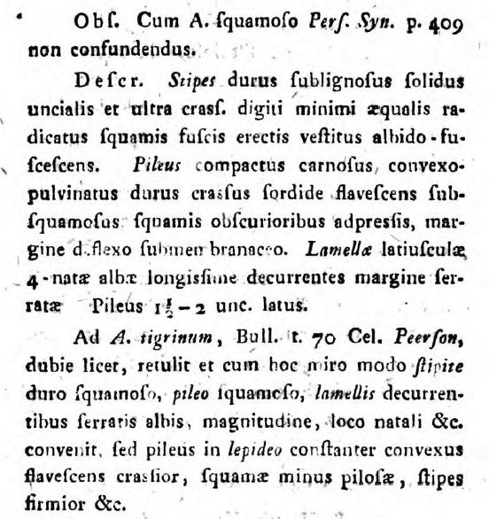 lepideus Fries 1815 suite.JPG