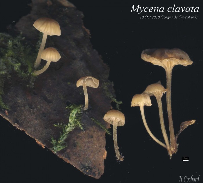 Mycena_clavata.jpg