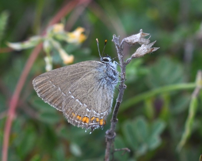 Satyrium.JPG