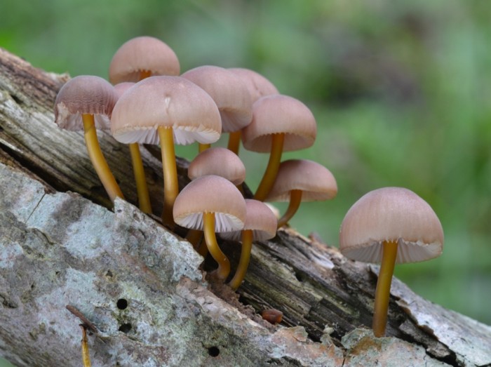 Mycena renati-sm.JPG