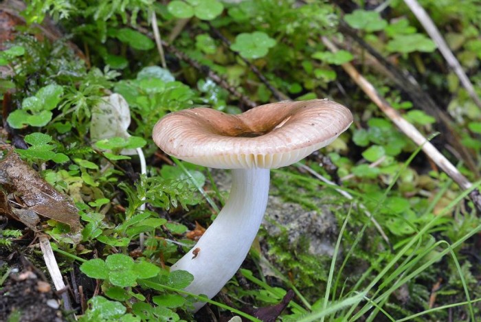 Russulasp.jpg