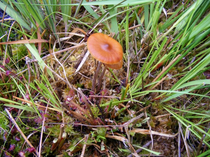 champignon 2.jpg