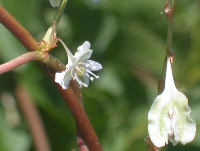 Fleur profil et fruit