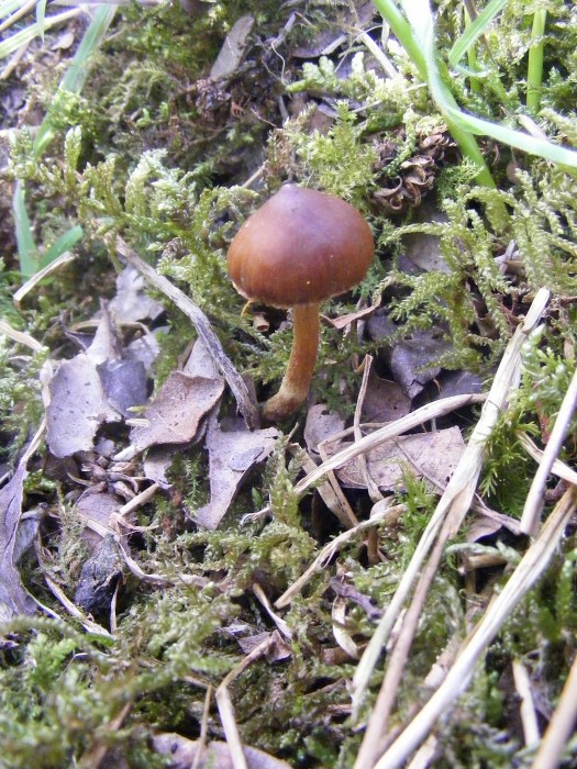 Maine pommier 012.JPG