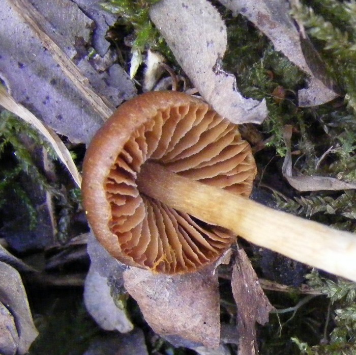Maine pommier 025.JPG